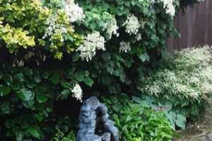 Hydrangea (Climbing) 'Petiolaris'